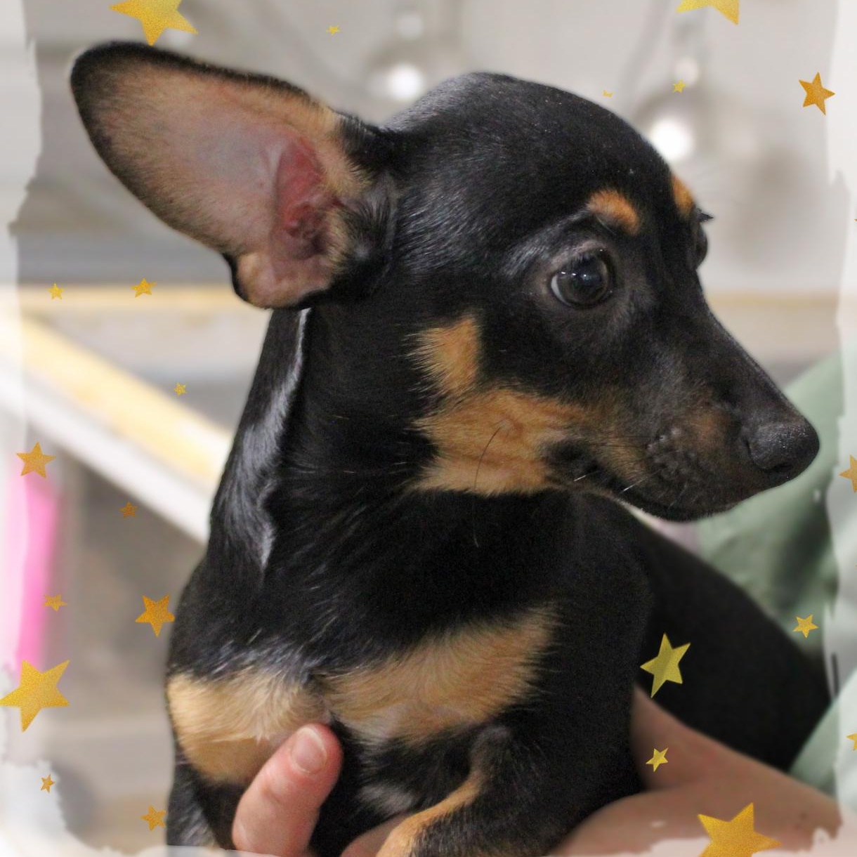 Presley, ADOPTABLE, Puppy Male Chihuahua & Dachshund.