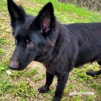 Enlarge Lily, a ADOPTABLE German Shepherd Dog in Brookfield, CT image 2/6