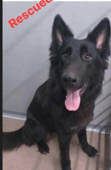 Enlarge Lily, a ADOPTABLE German Shepherd Dog in Brookfield, CT image 1/6