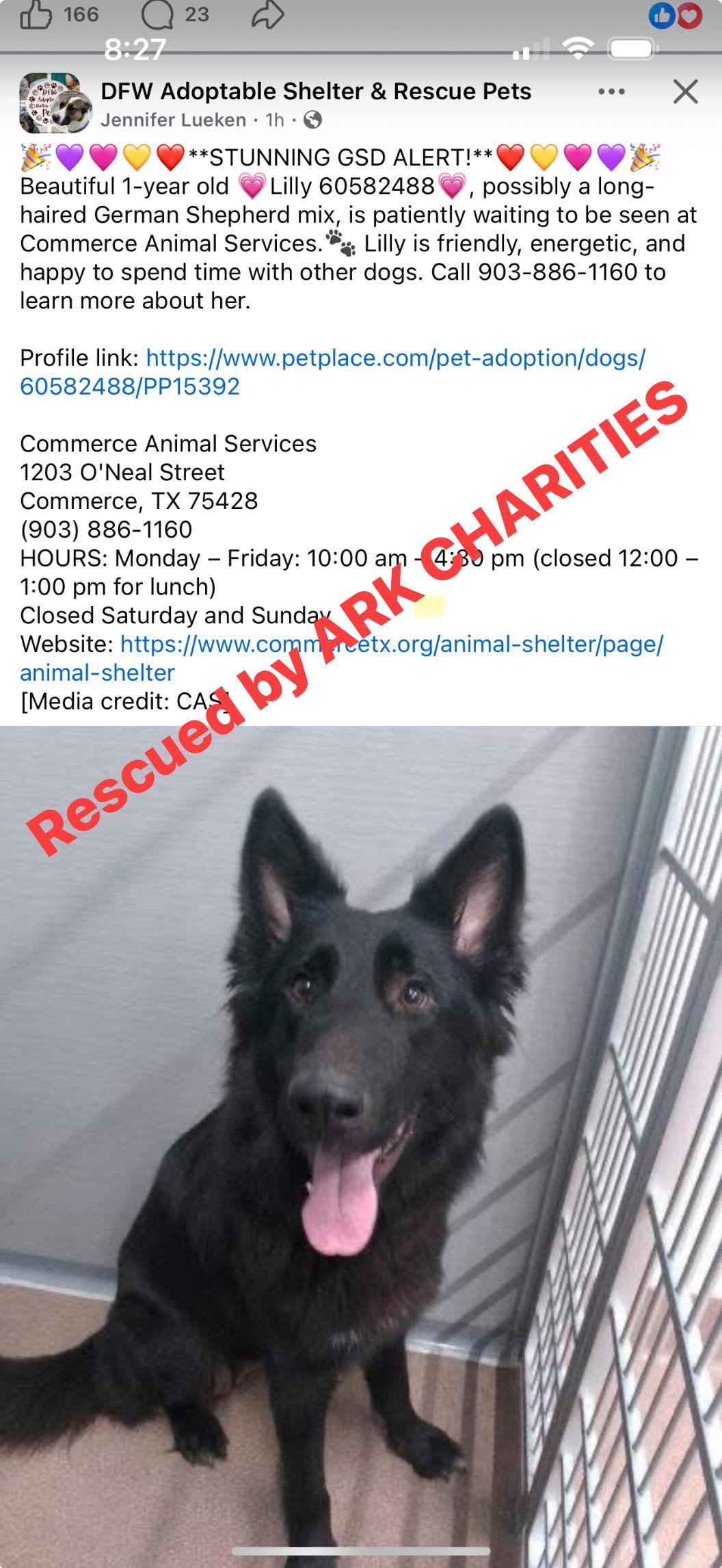 Enlarge Lily, a ADOPTABLE German Shepherd Dog in Brookfield, CT image 5/6