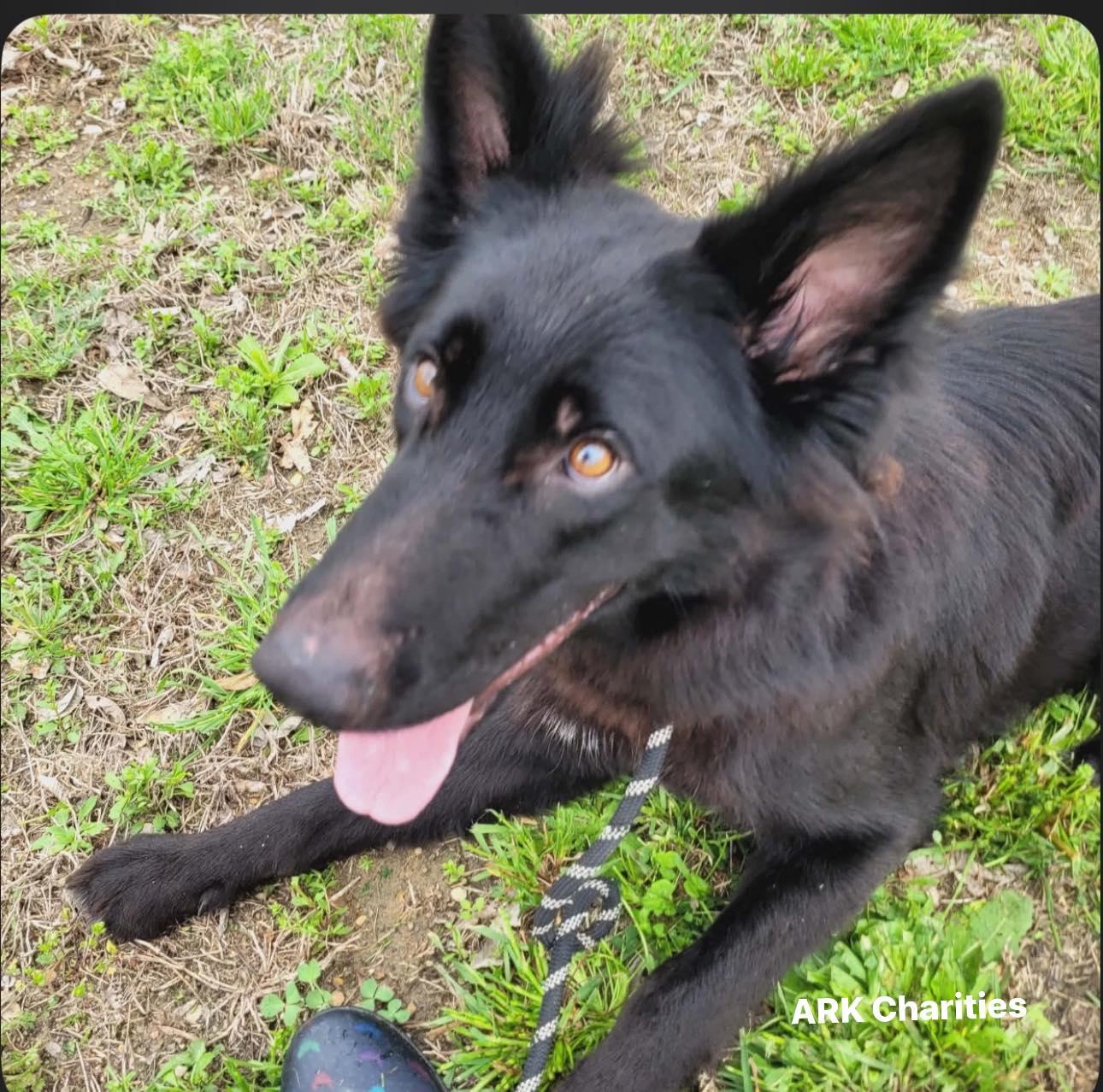 Enlarge Lily, a ADOPTABLE German Shepherd Dog in Brookfield, CT image 4/6