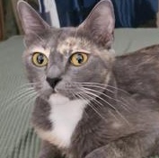 Willow photo