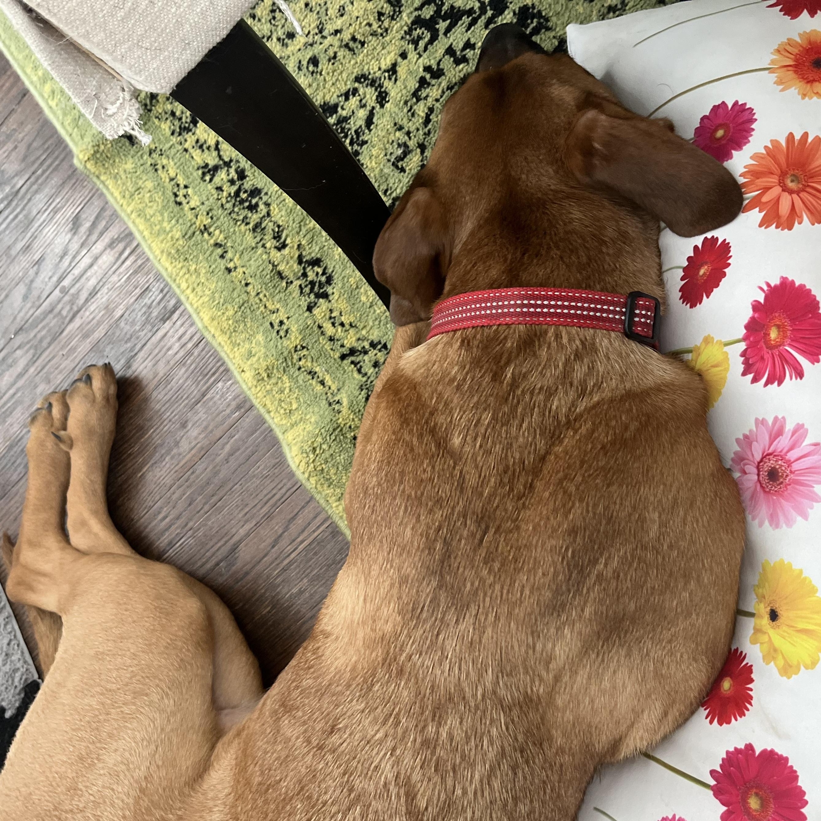 Enlarge Jinx , a ADOPTABLE mixed breed in Richmond Hill, ON image 2/4