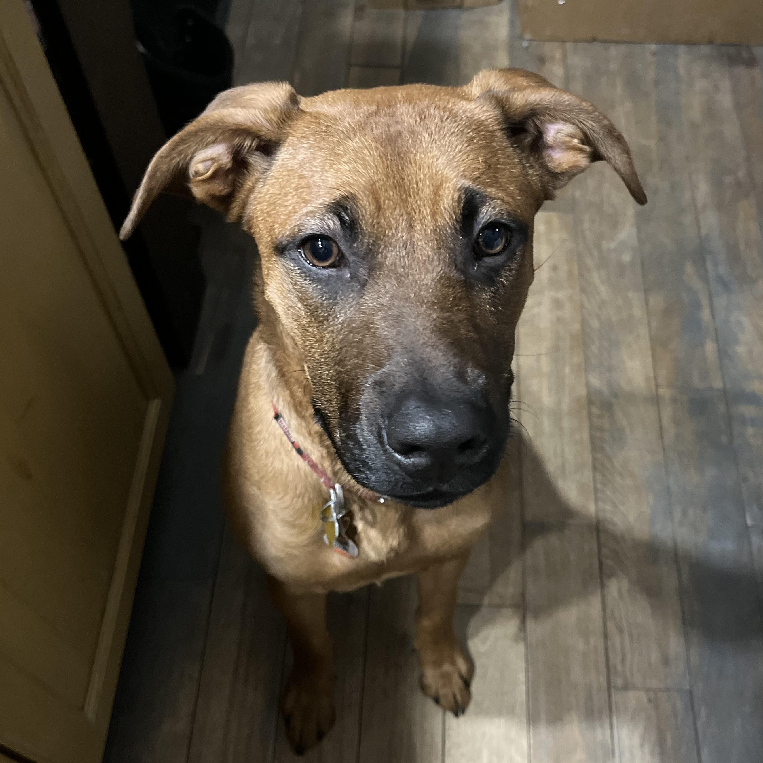 Jinx , ADOPTABLE, Young Female Shepherd.