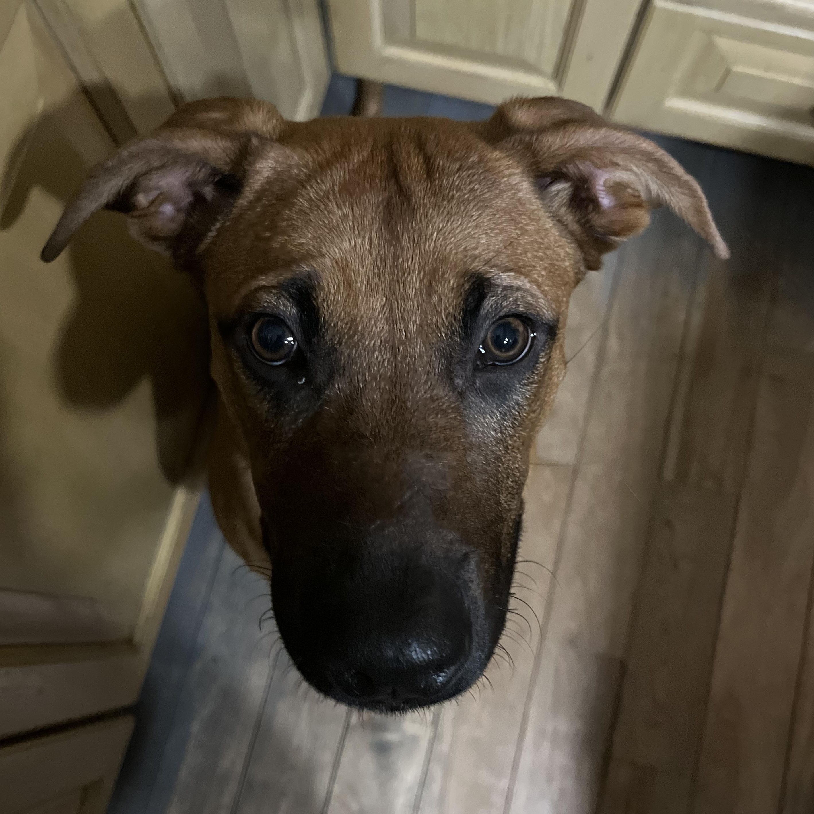 Enlarge Jinx , a ADOPTABLE mixed breed in Richmond Hill, ON image 3/4