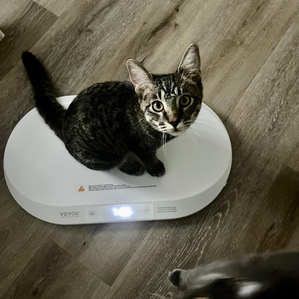 Enlarge Friday and Sunday, a Adoptable Domestic Short Hair in Oceanside, CA image 4/4