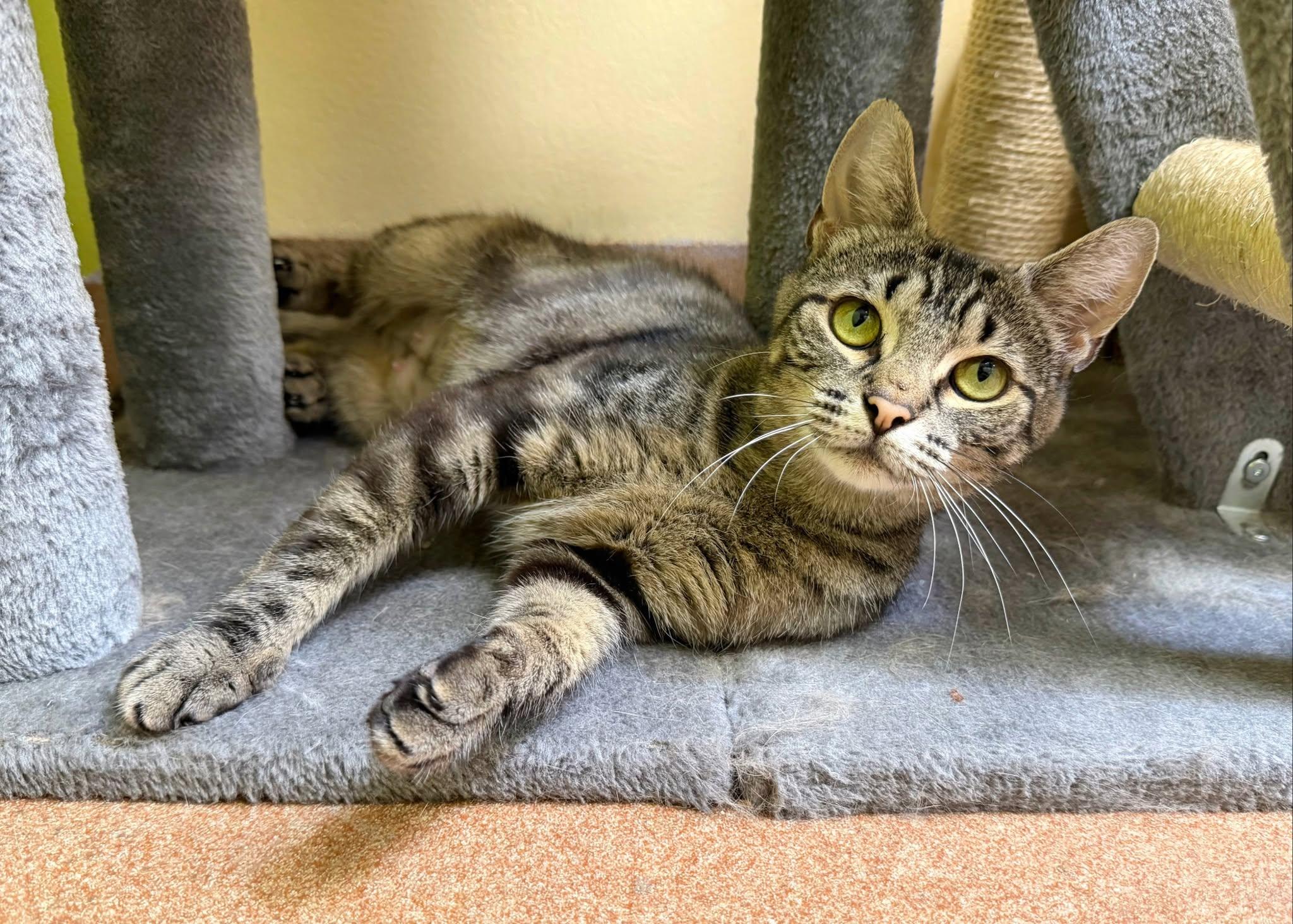 Momma Leslie, ADOPTABLE, Young Female Domestic Short Hair.