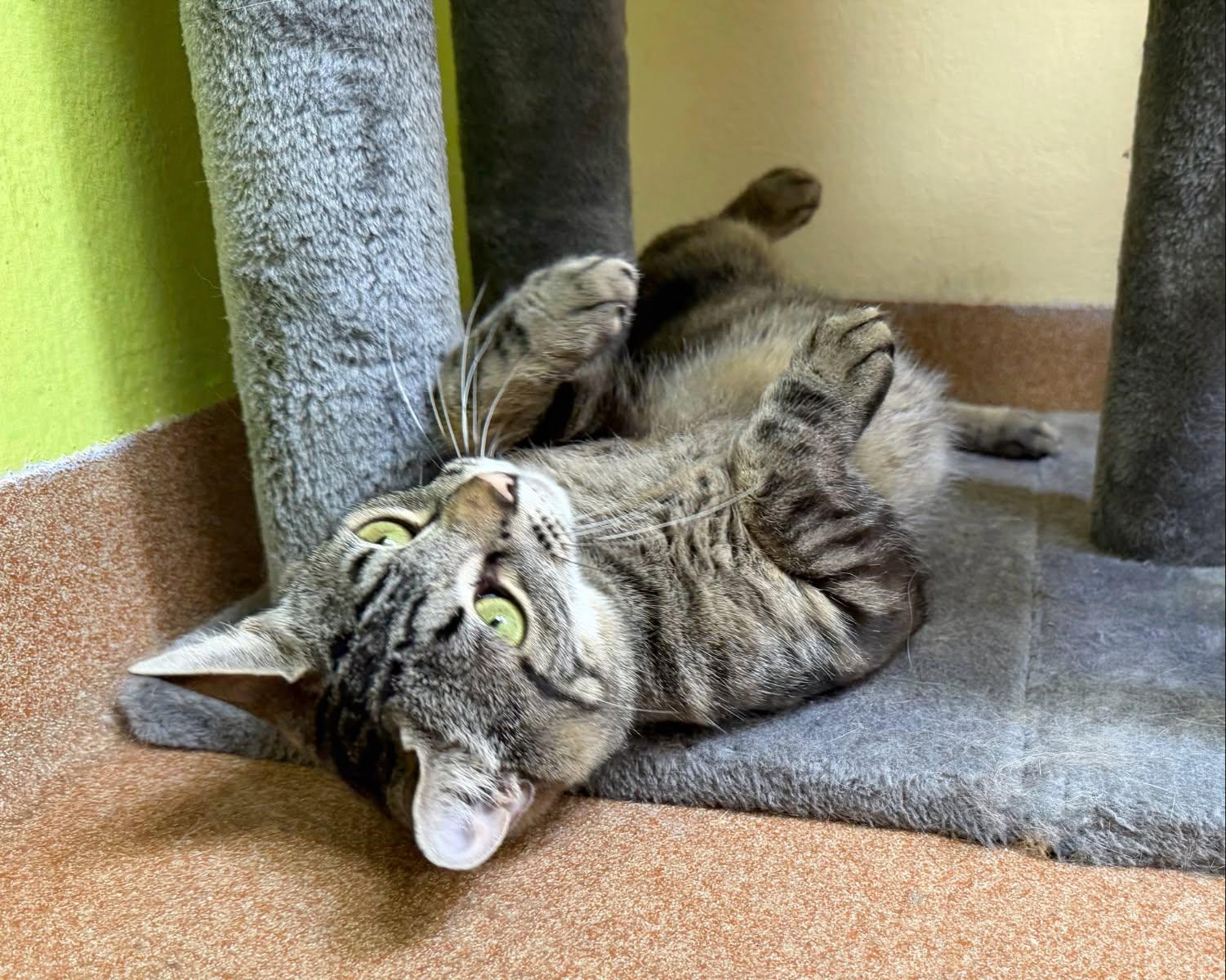 Enlarge Momma Leslie, a ADOPTABLE Domestic Short Hair in Norwalk, CT image 4/5
