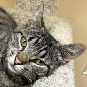 Enlarge Momma Leslie, a ADOPTABLE Domestic Short Hair in Norwalk, CT image 5/5