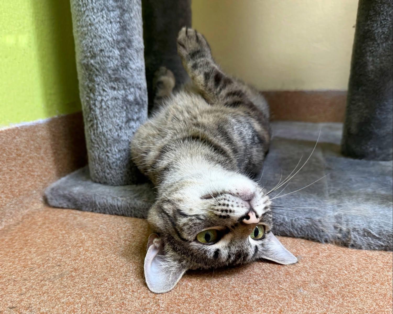 Enlarge Momma Leslie, a ADOPTABLE Domestic Short Hair in Norwalk, CT image 2/5