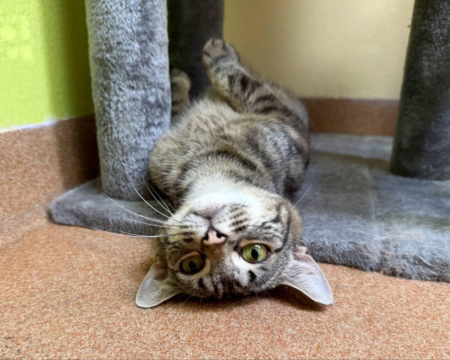 Enlarge Momma Leslie, a ADOPTABLE Domestic Short Hair in Norwalk, CT image 3/5