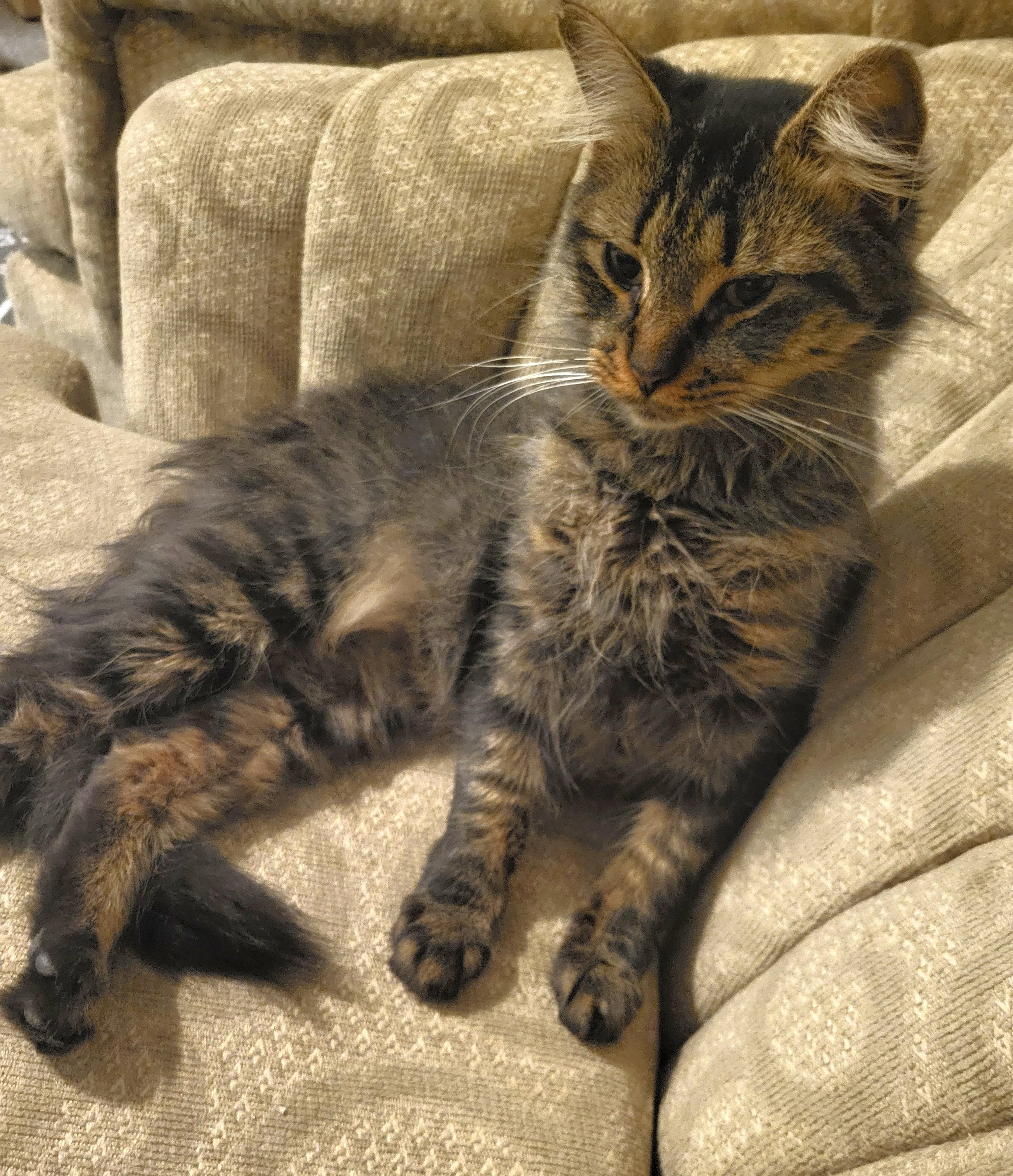 Raven, adopted, Young Female Domestic Medium Hair.