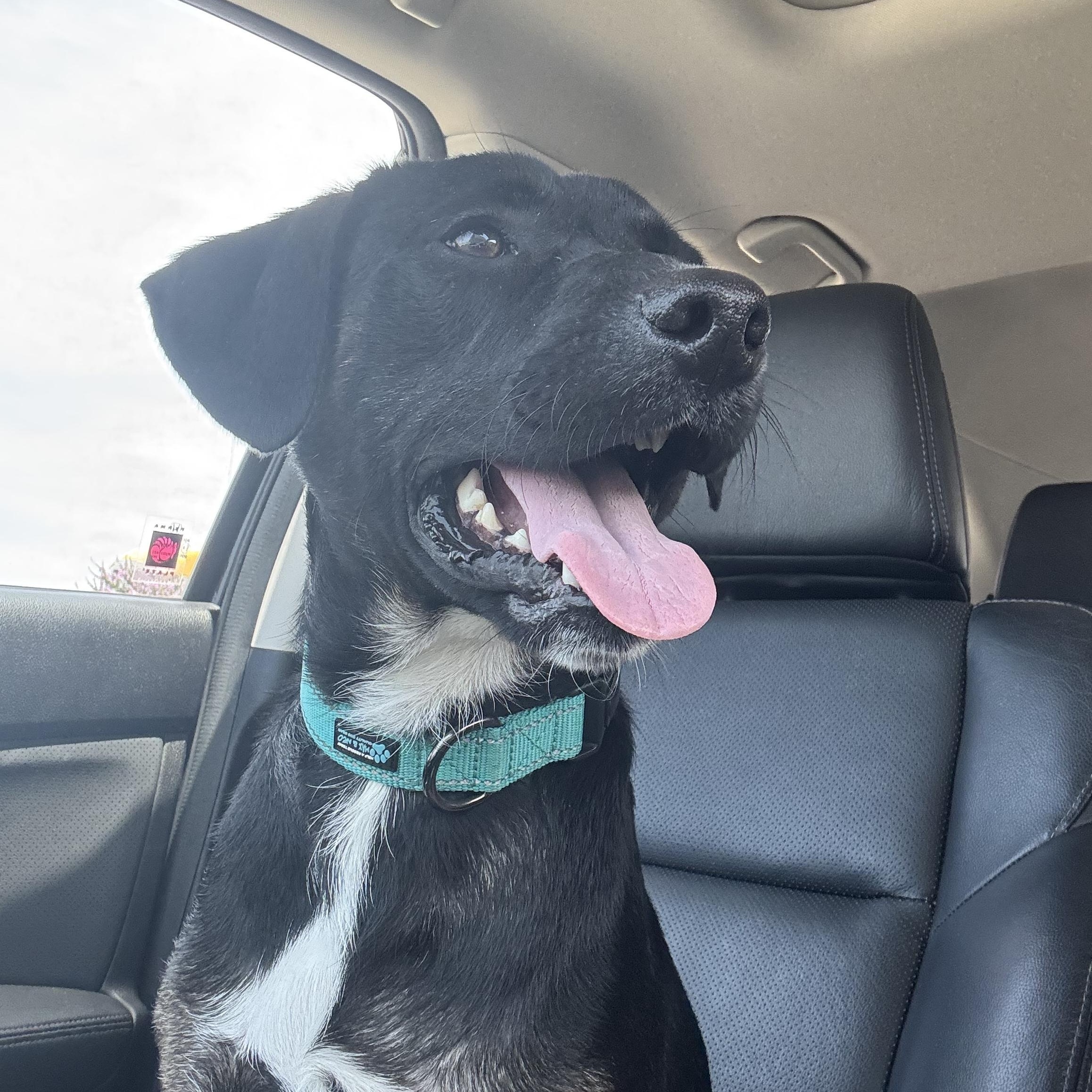Theo, Young Male Terrier
