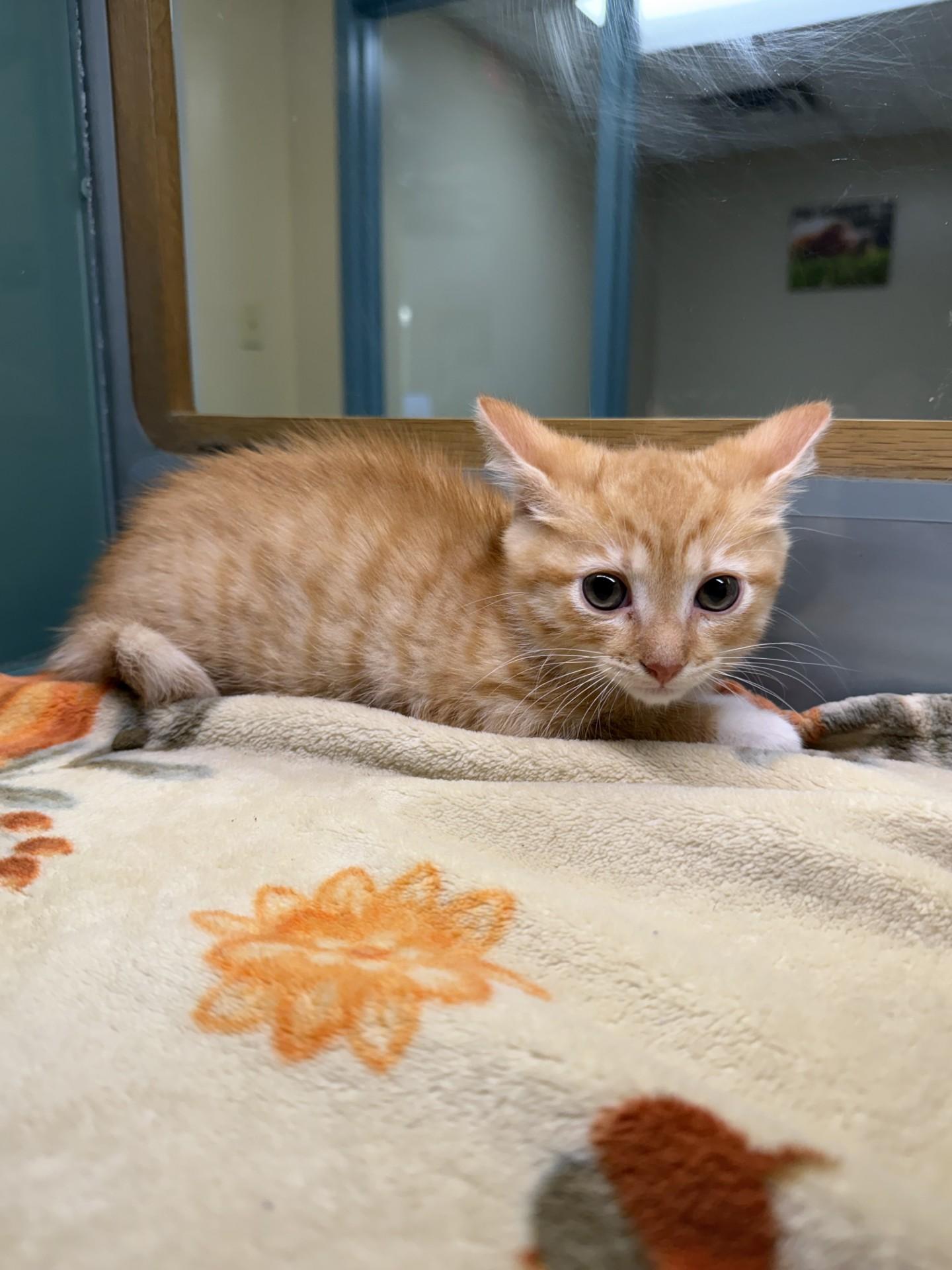 Peanut, adopted, Young Male Domestic Short Hair.