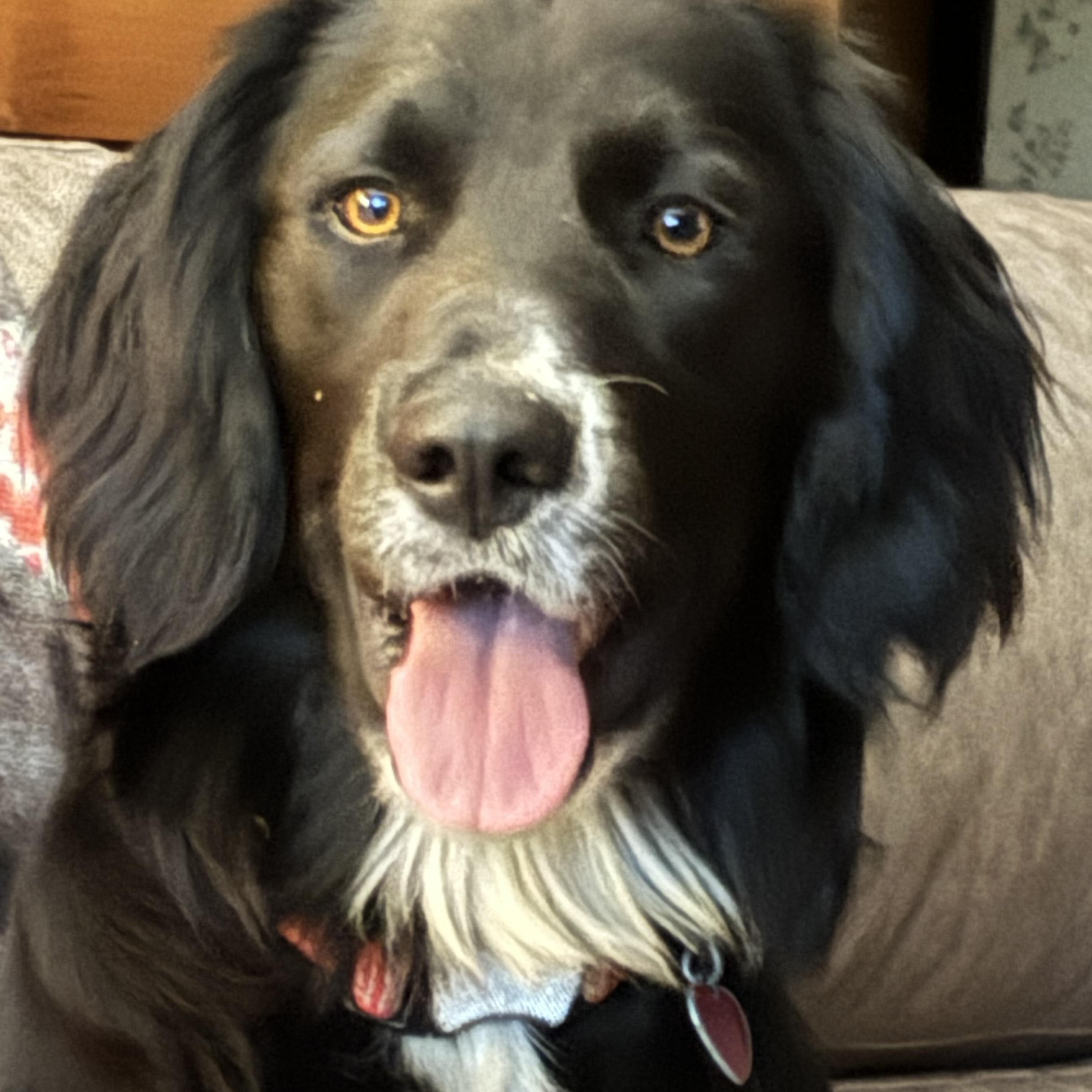 Enlarge Ruger, a Adopted mixed breed in Hillsboro, IL image 1/3