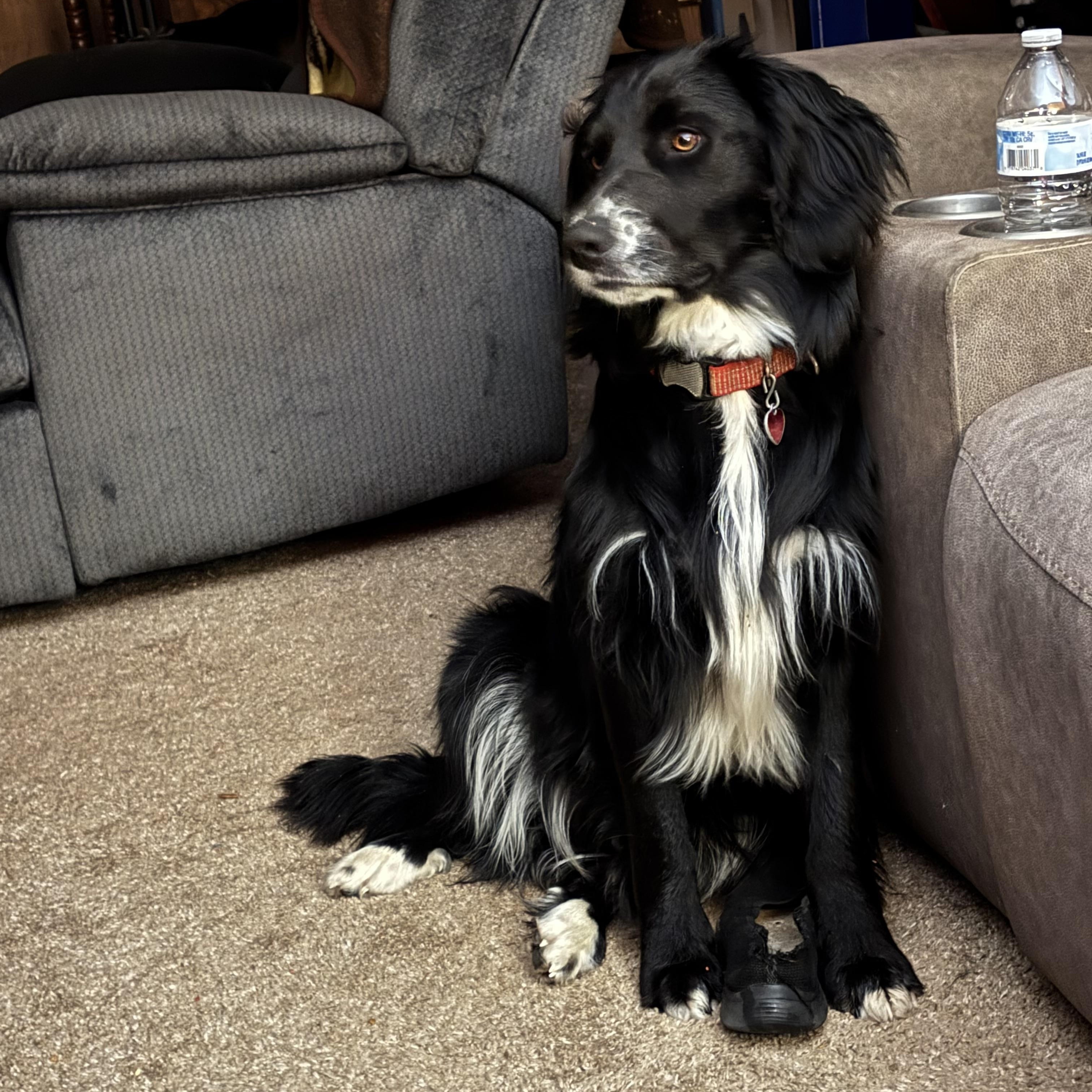 Ruger, Adopted, Young Male Brittany Spaniel & Golden Retriever.