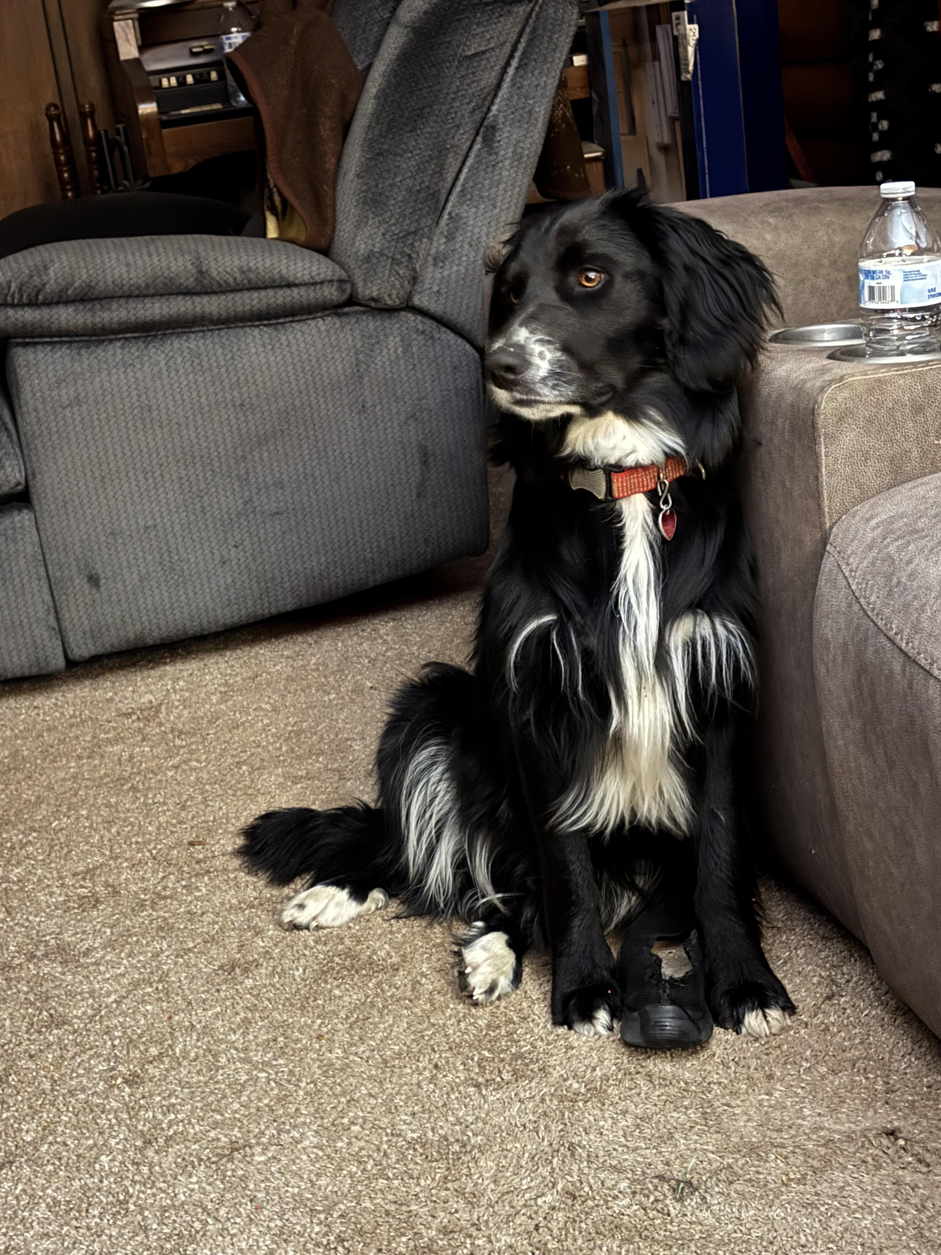 Enlarge Ruger, a Adopted mixed breed in Hillsboro, IL image 3/3