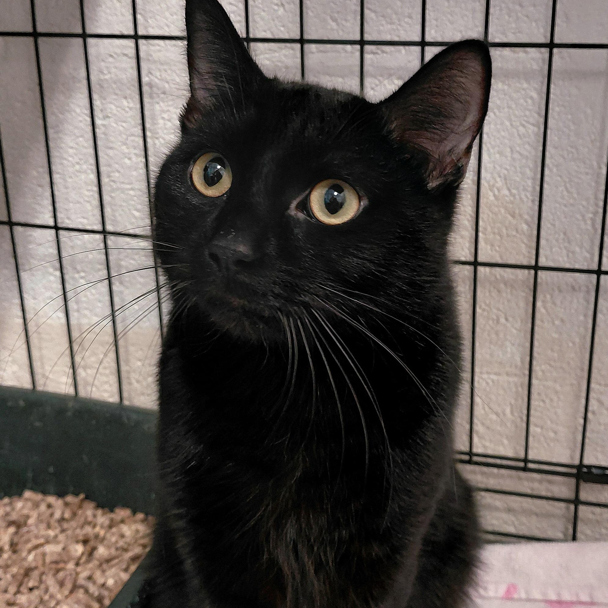 Edgar, ADOPTABLE, Young Male Domestic Short Hair.