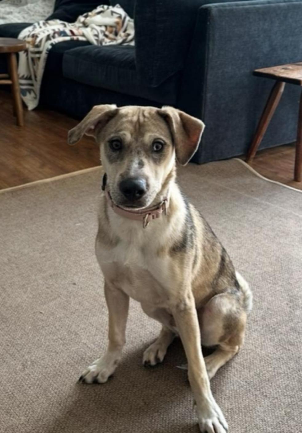 Baby, a ADOPTABLE mixed breed in Arlington Heights, IL image 1/5