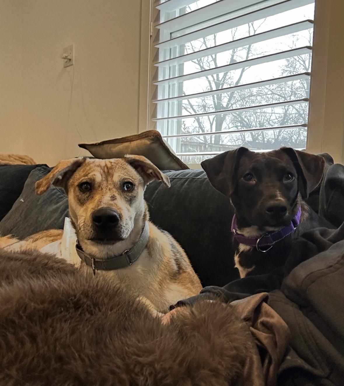 Baby, a ADOPTABLE mixed breed in Arlington Heights, IL image 5/5