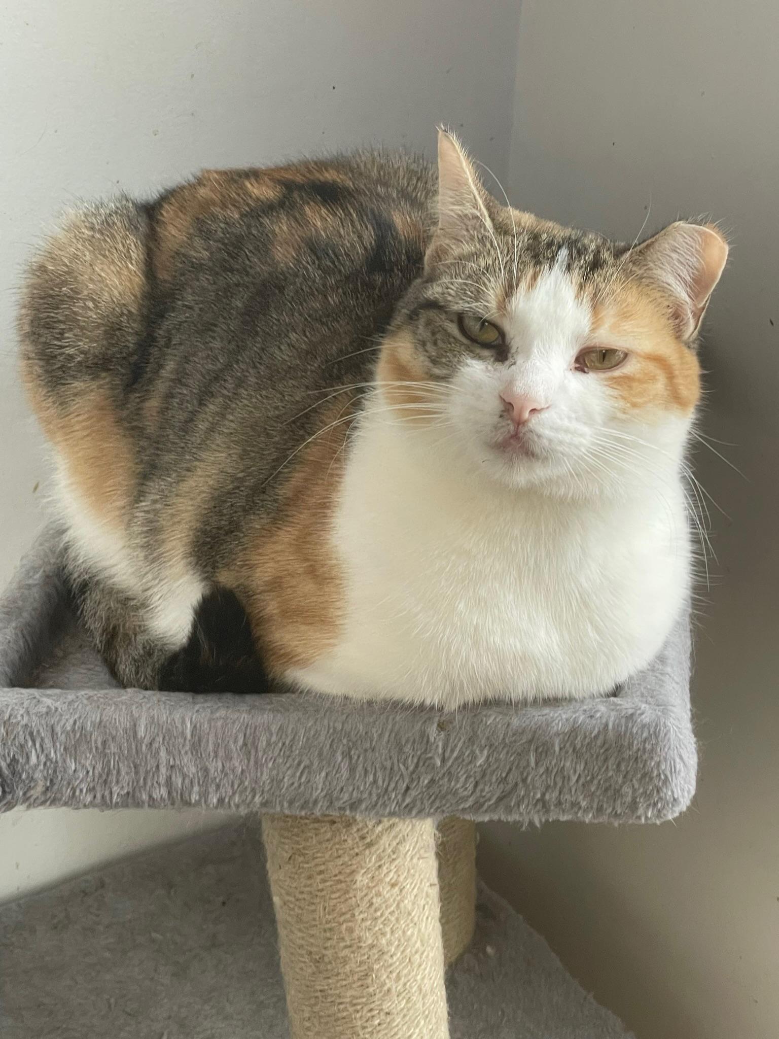 Gwen, a Adoptable mixed breed in Hopewell, VA image 2/3