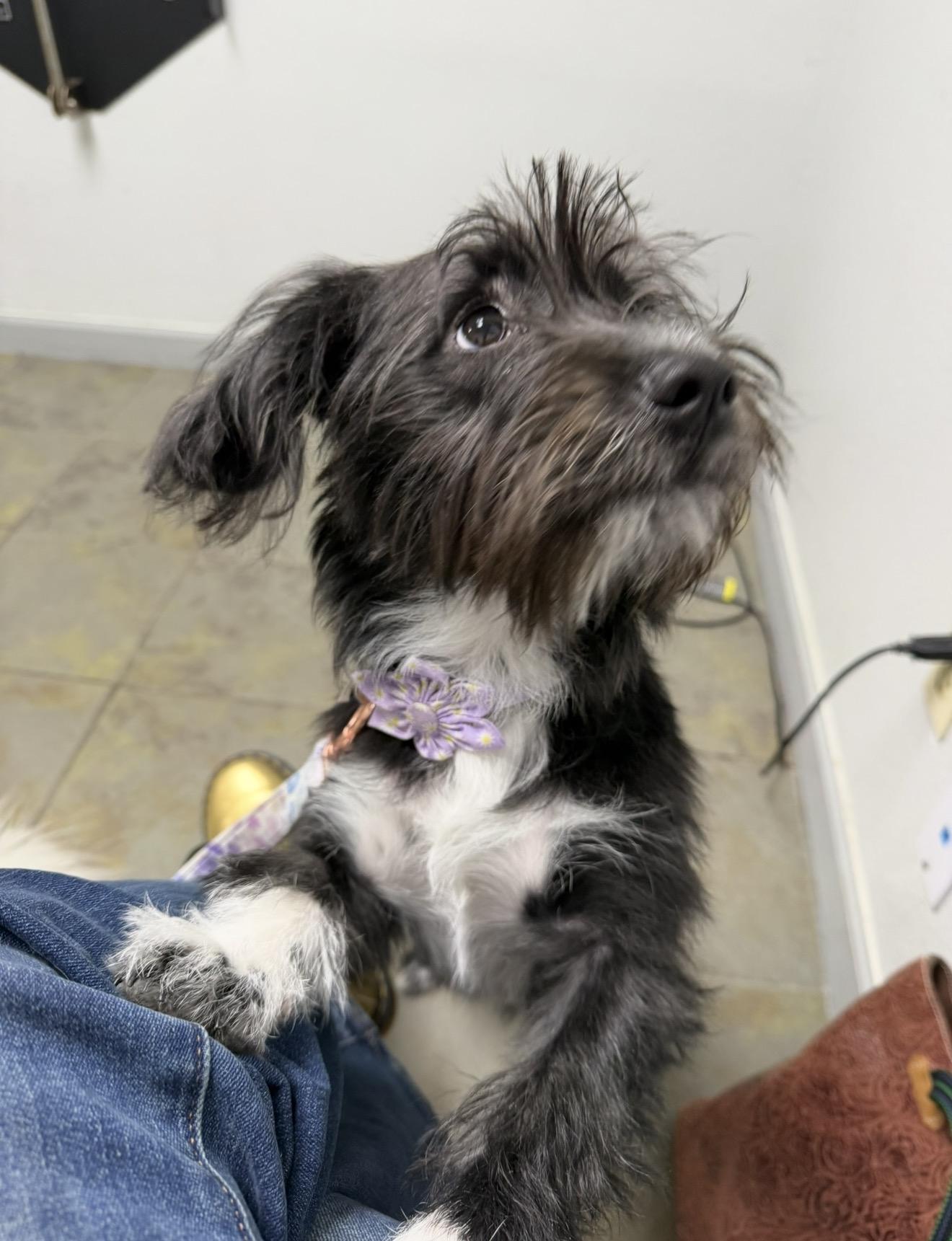 Bubbles, a Adoptable mixed breed in Austin, TX image 4/6