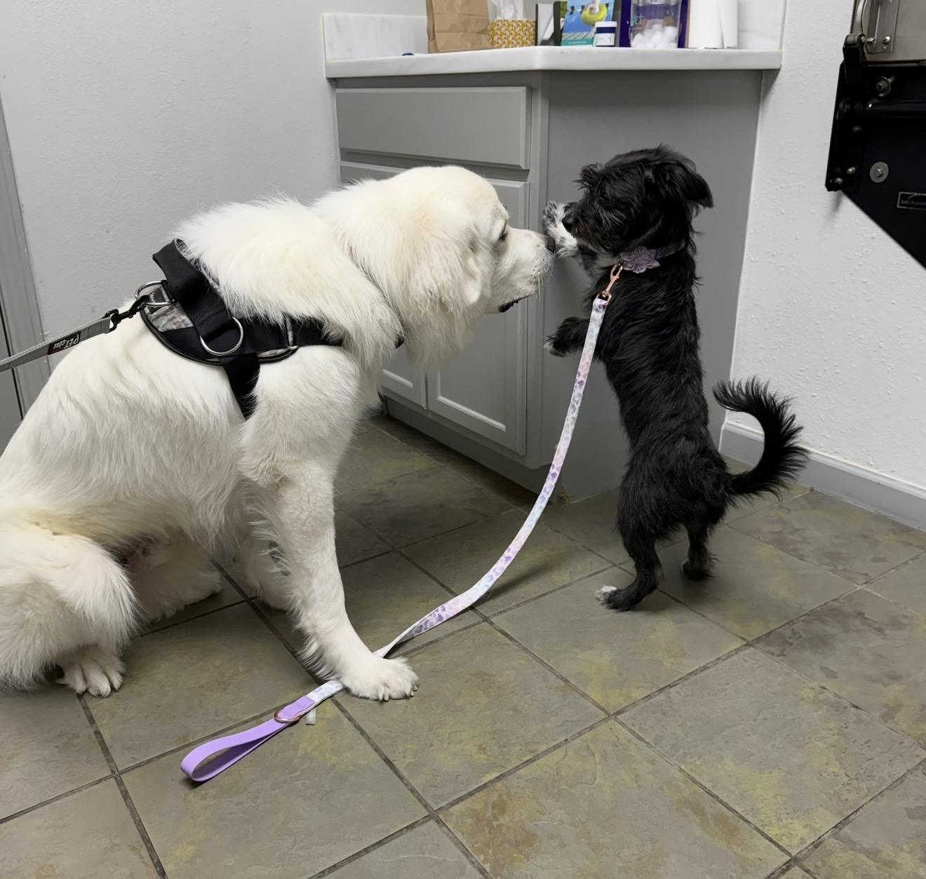 Bubbles, a Adoptable mixed breed in Austin, TX image 3/6