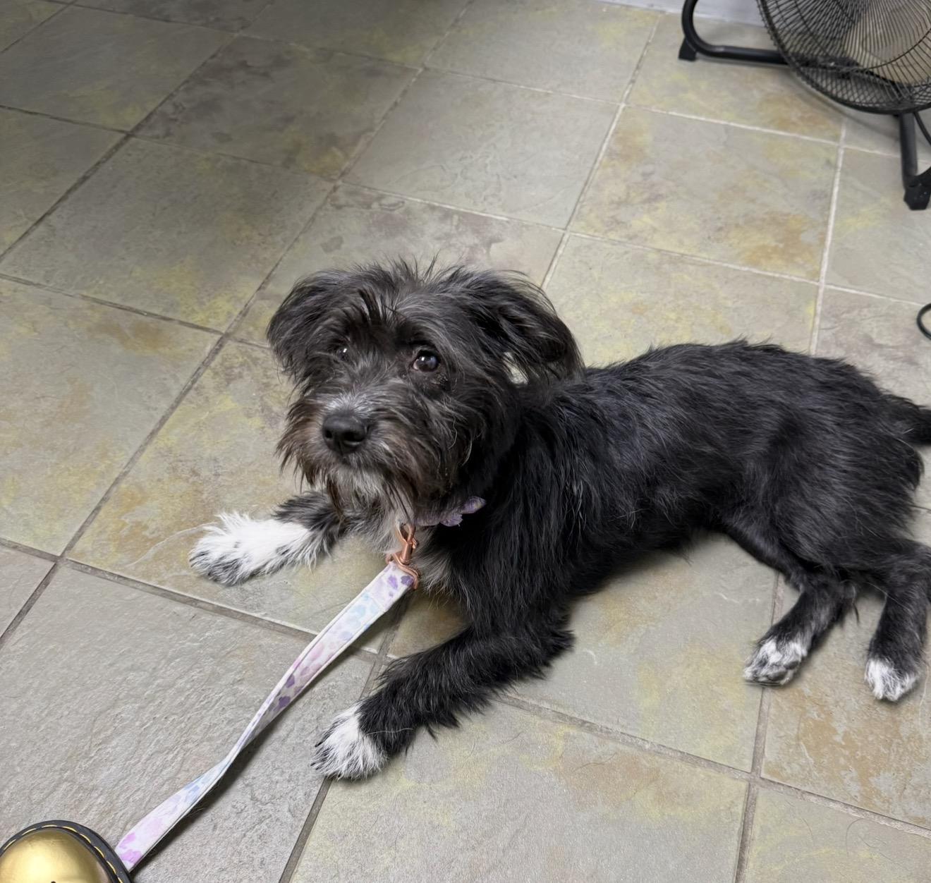 Bubbles, a Adoptable mixed breed in Austin, TX image 2/6