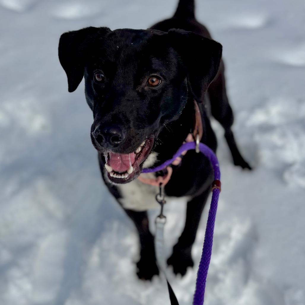 Drake — thumbnail 4