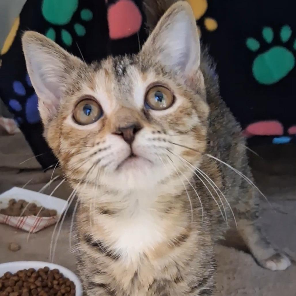 Brianna, Adoptable, Kitten Female Domestic Short Hair.