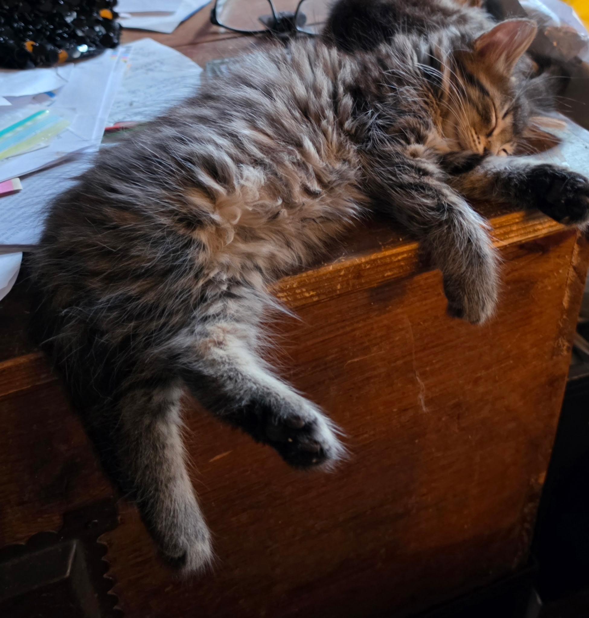 Jesse, an adopted Domestic Medium Hair in Indianapolis, IN image 3/4