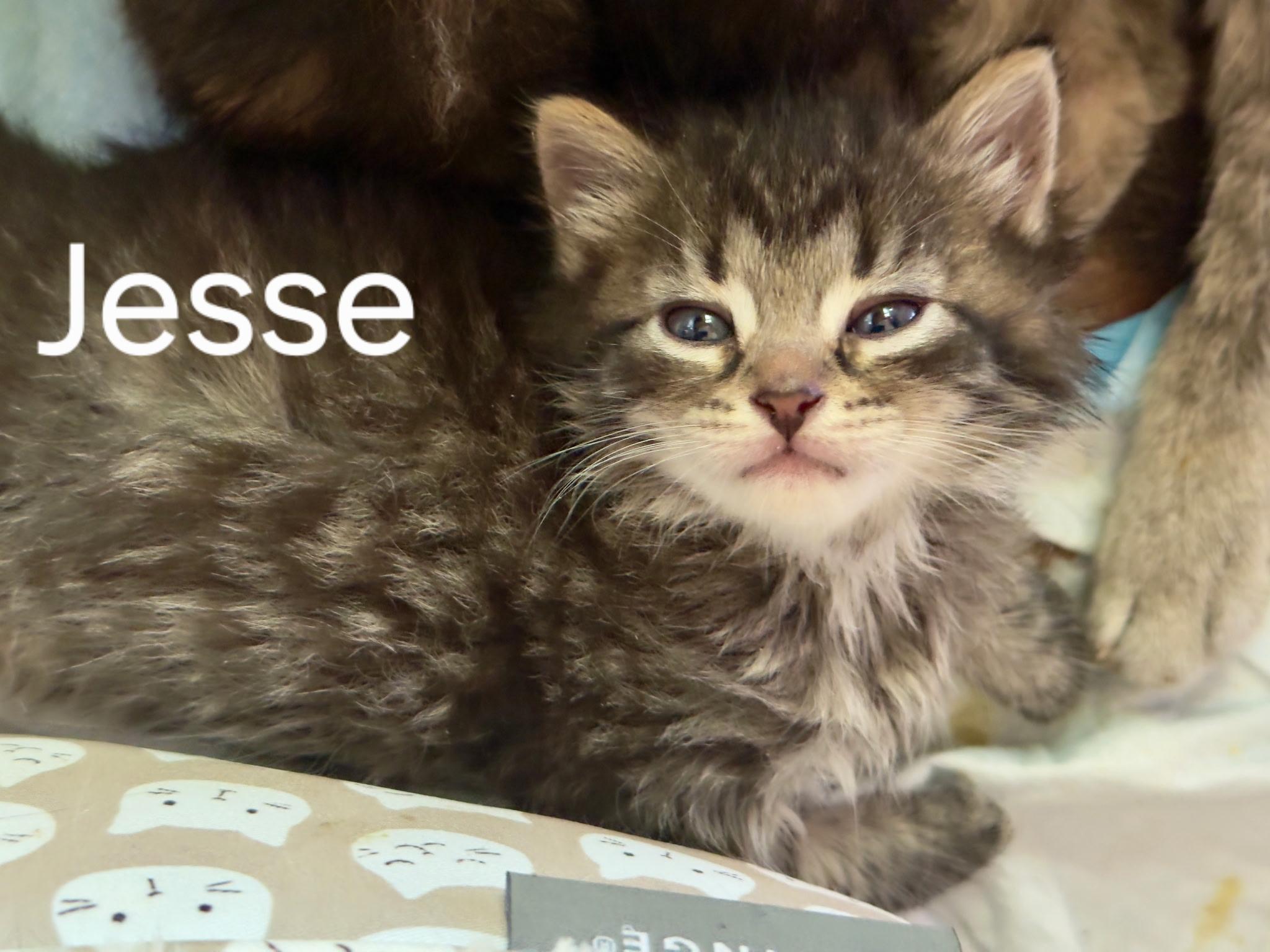 Jesse, adopted, Kitten Male Domestic Medium Hair.