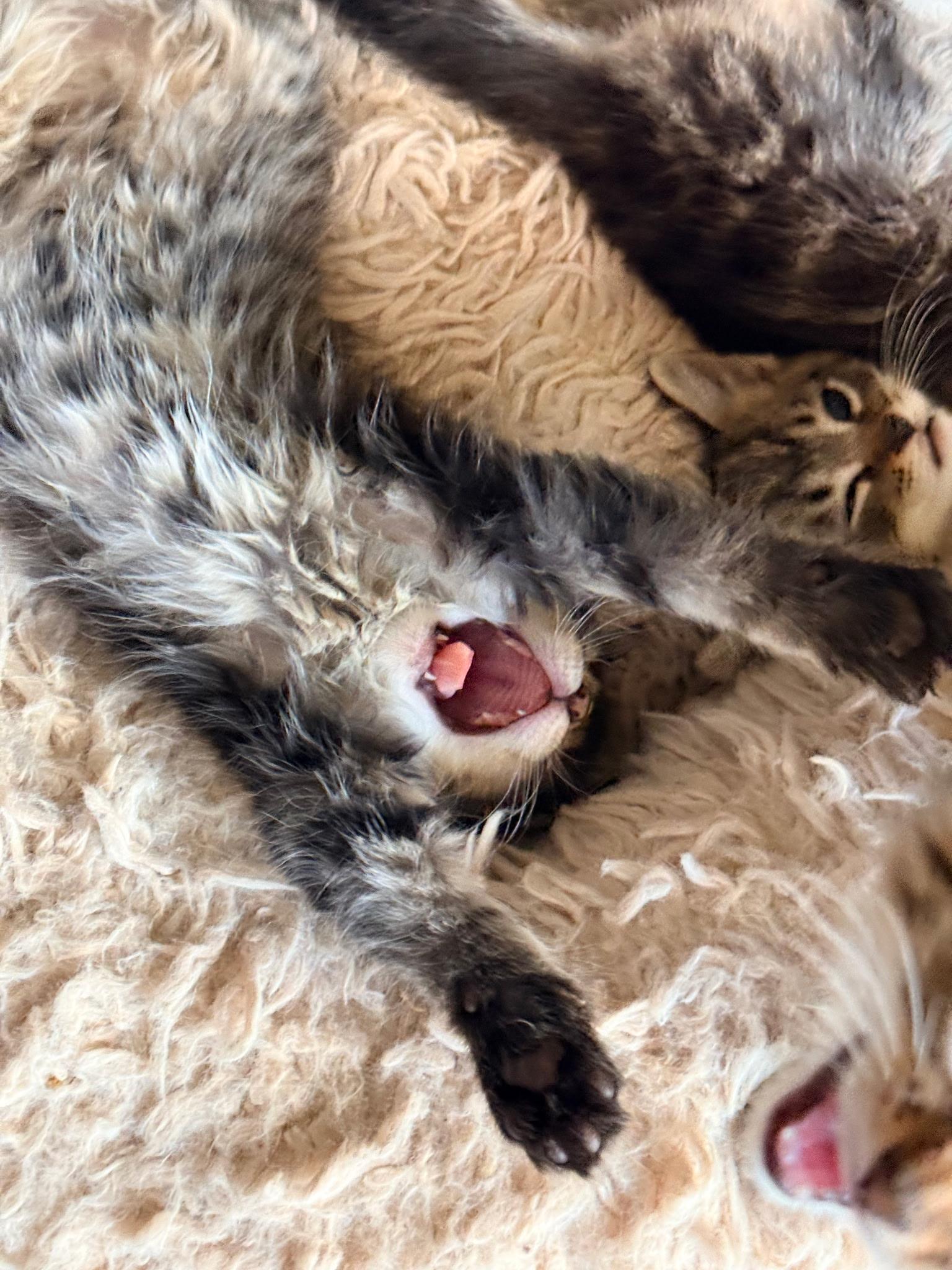 Jesse, an adopted Domestic Medium Hair in Indianapolis, IN image 4/4