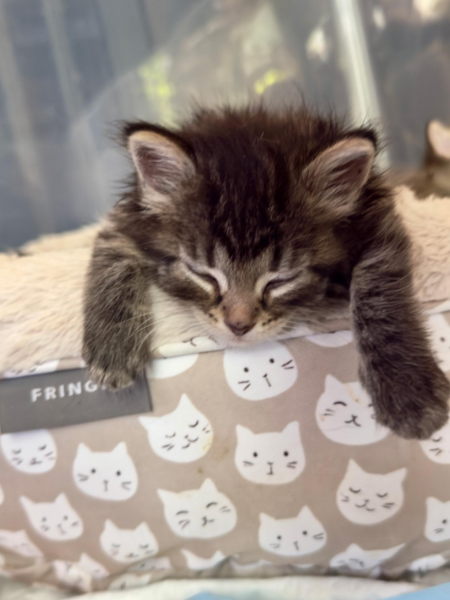 Jesse, an adopted Domestic Medium Hair in Indianapolis, IN image 2/4