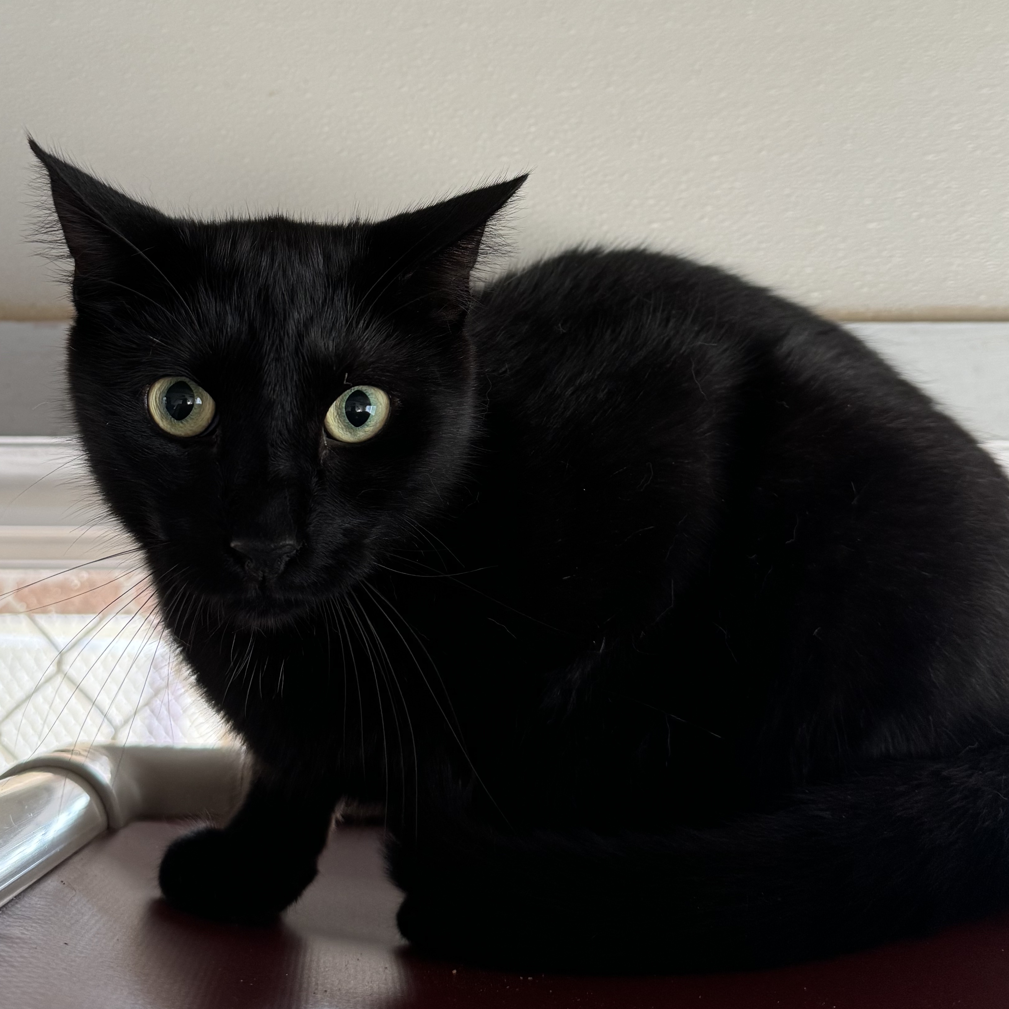 Bubbles, Adoptable, Adult Male Domestic Short Hair.