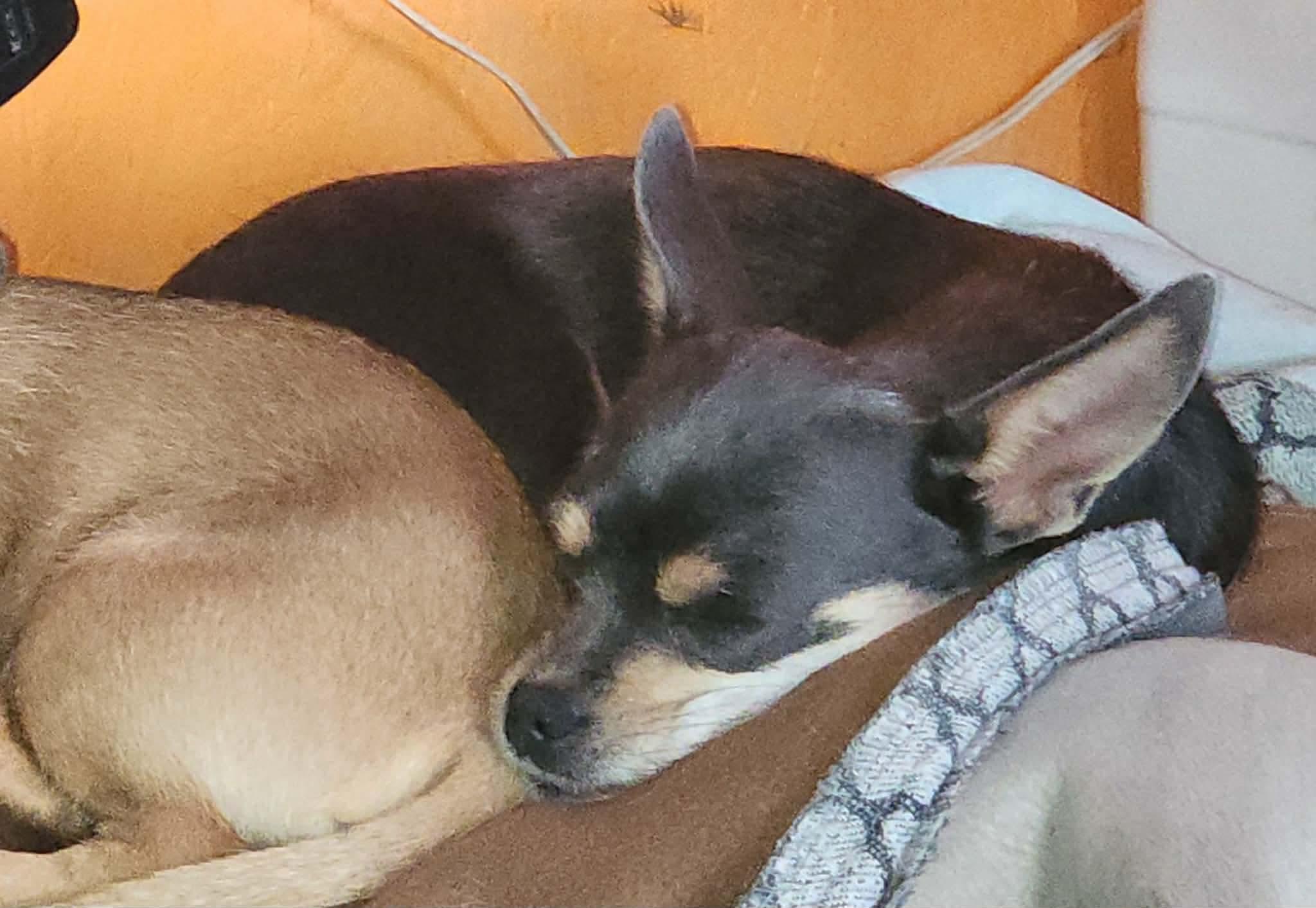 Kiwi, an adopted Chihuahua in Chester , VA image 5/6