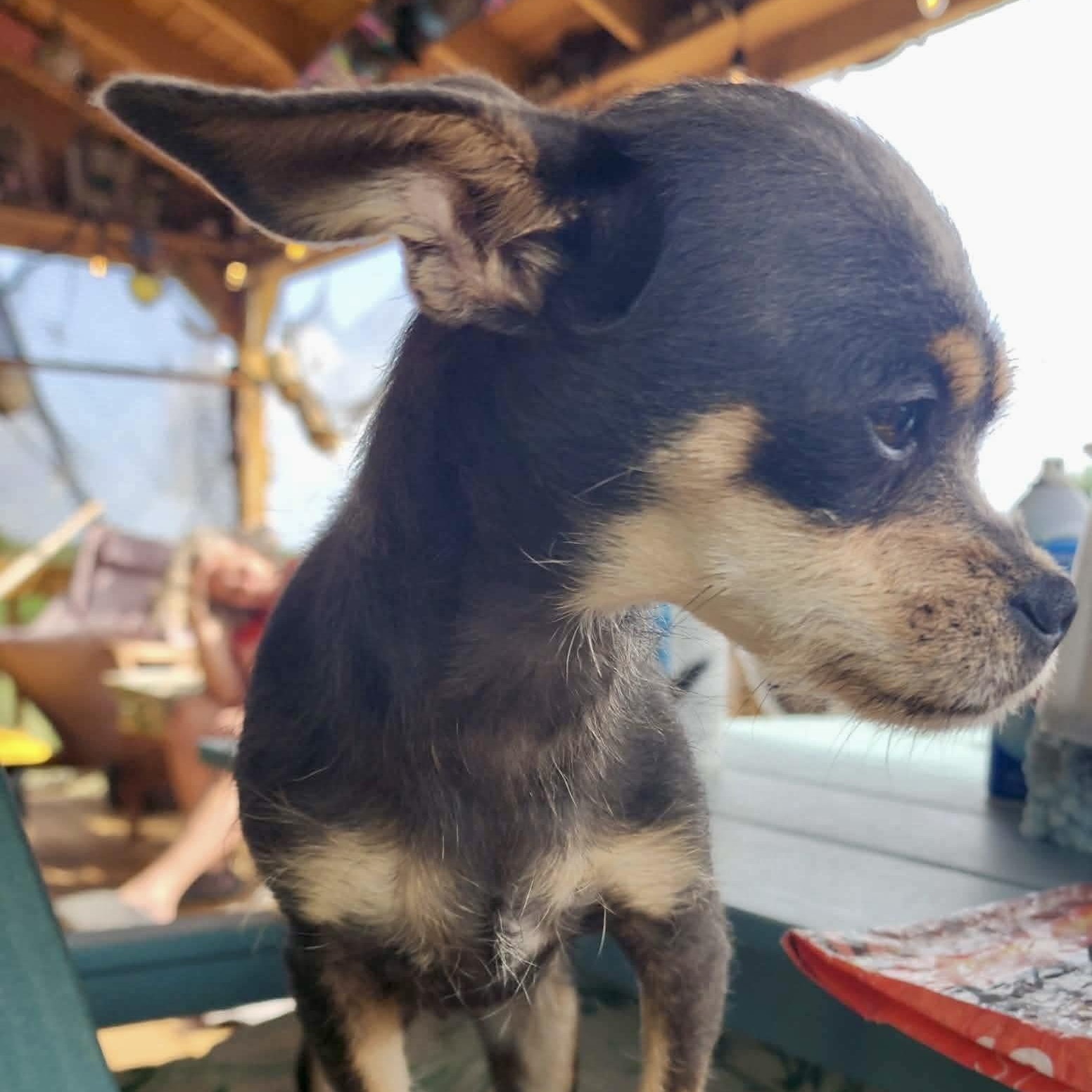 Kiwi, an adopted Chihuahua in Chester , VA image 3/6