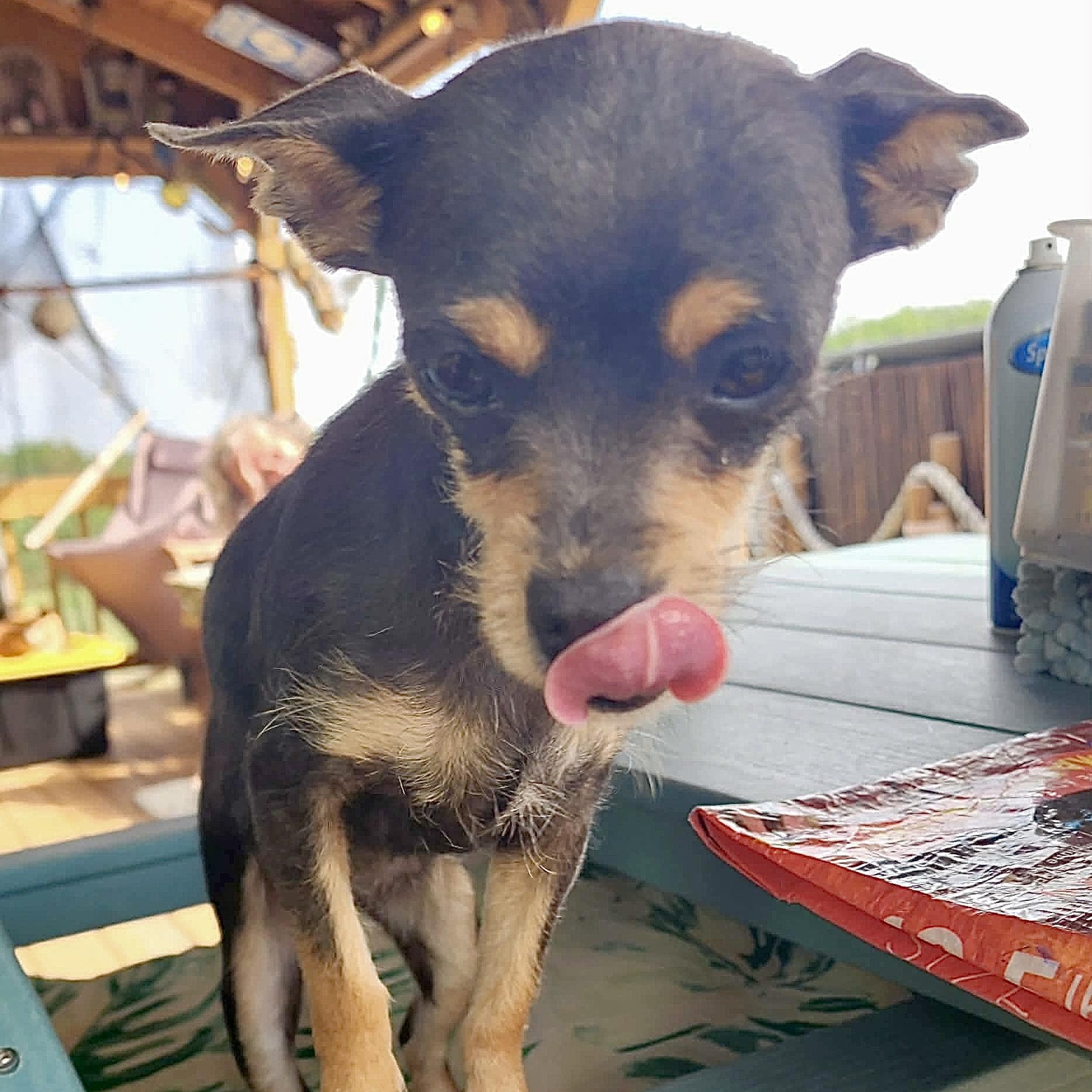 Kiwi, an adopted Chihuahua in Chester , VA image 4/6