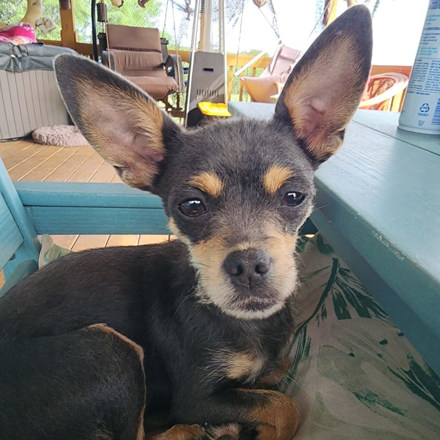 Kiwi, an adopted Chihuahua in Chester , VA image 1/6