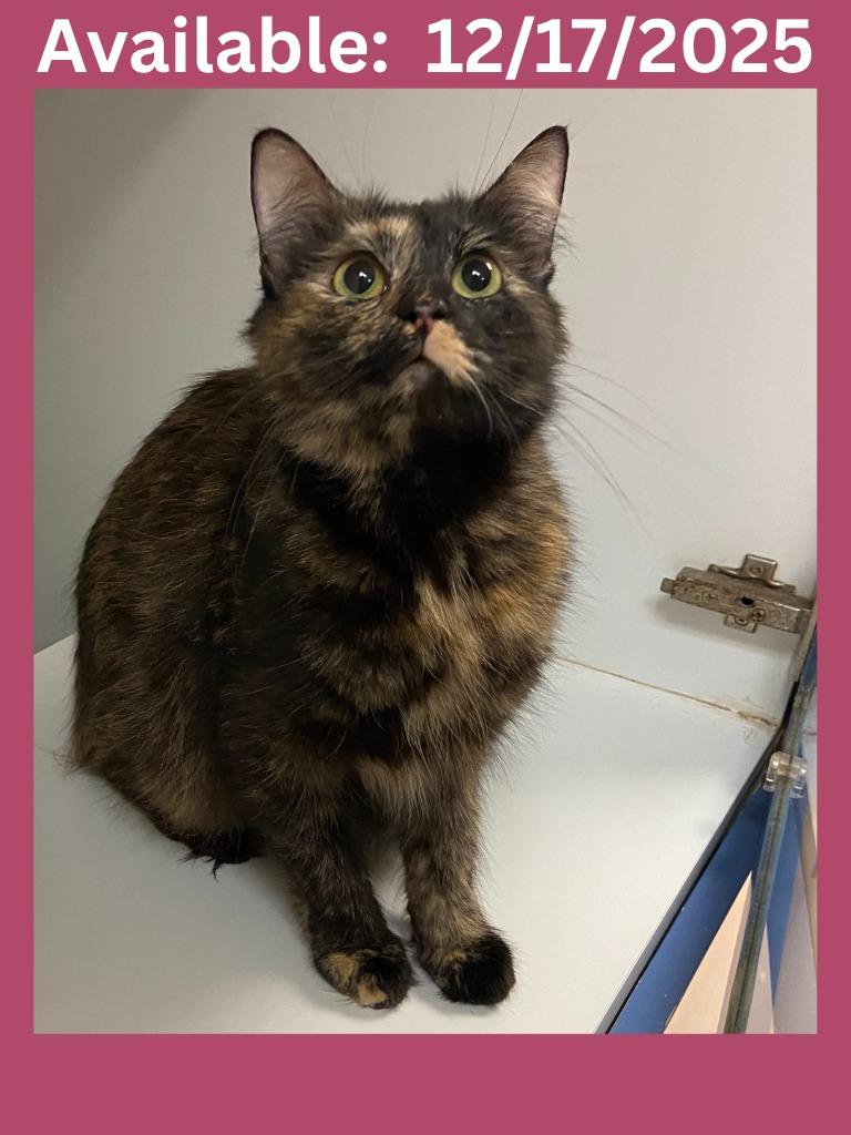 Enlarge Cat Condo #19, a Adoptable mixed breed in Greenville, TX image 1/1