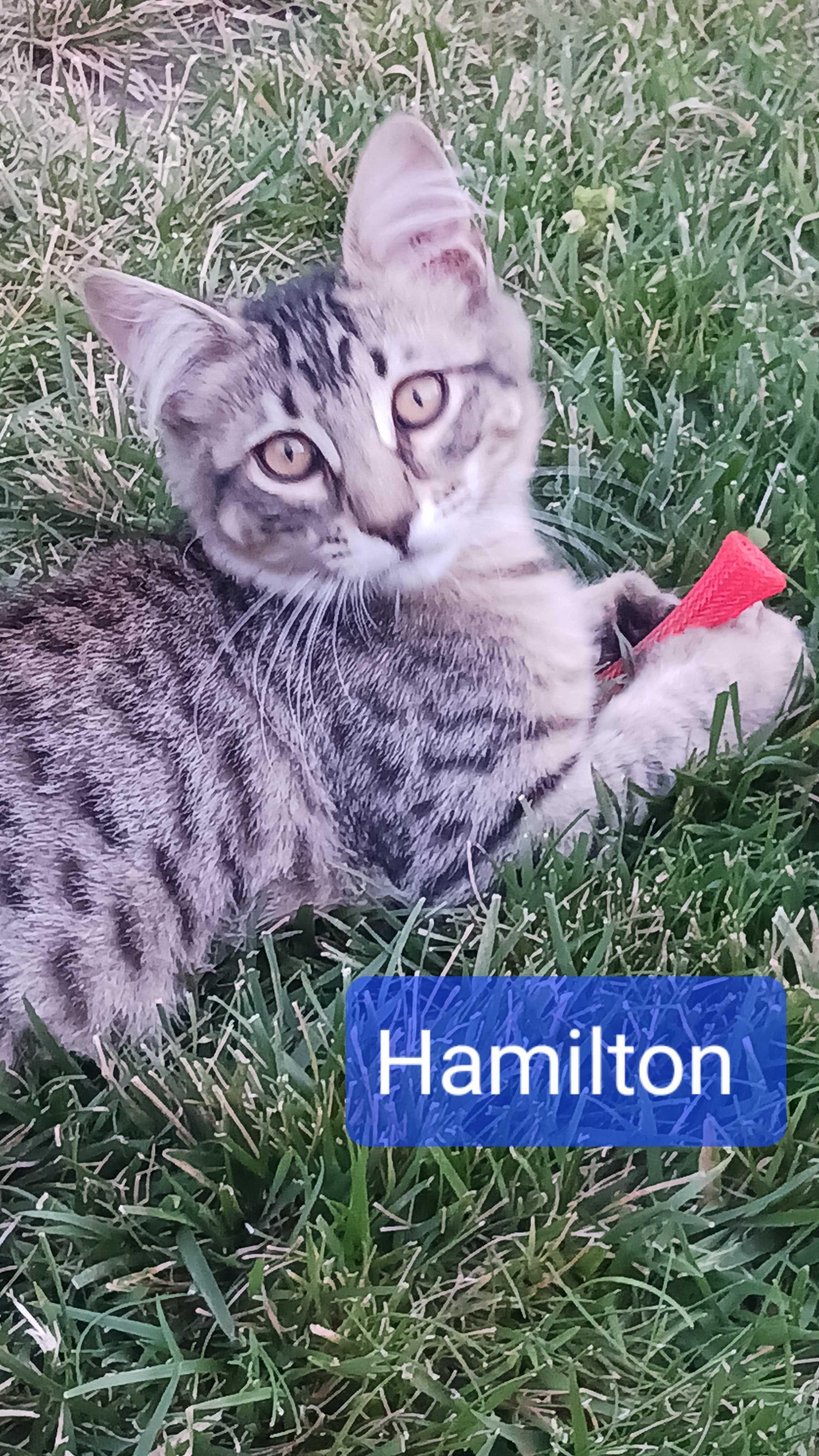 Enlarge Hamilton, a Adoptable mixed breed in Tracy, CA image 1/4