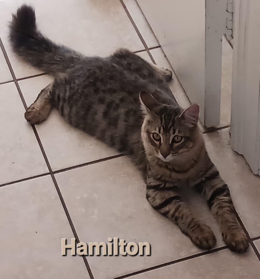 Enlarge Hamilton, a Adoptable mixed breed in Tracy, CA image 2/4