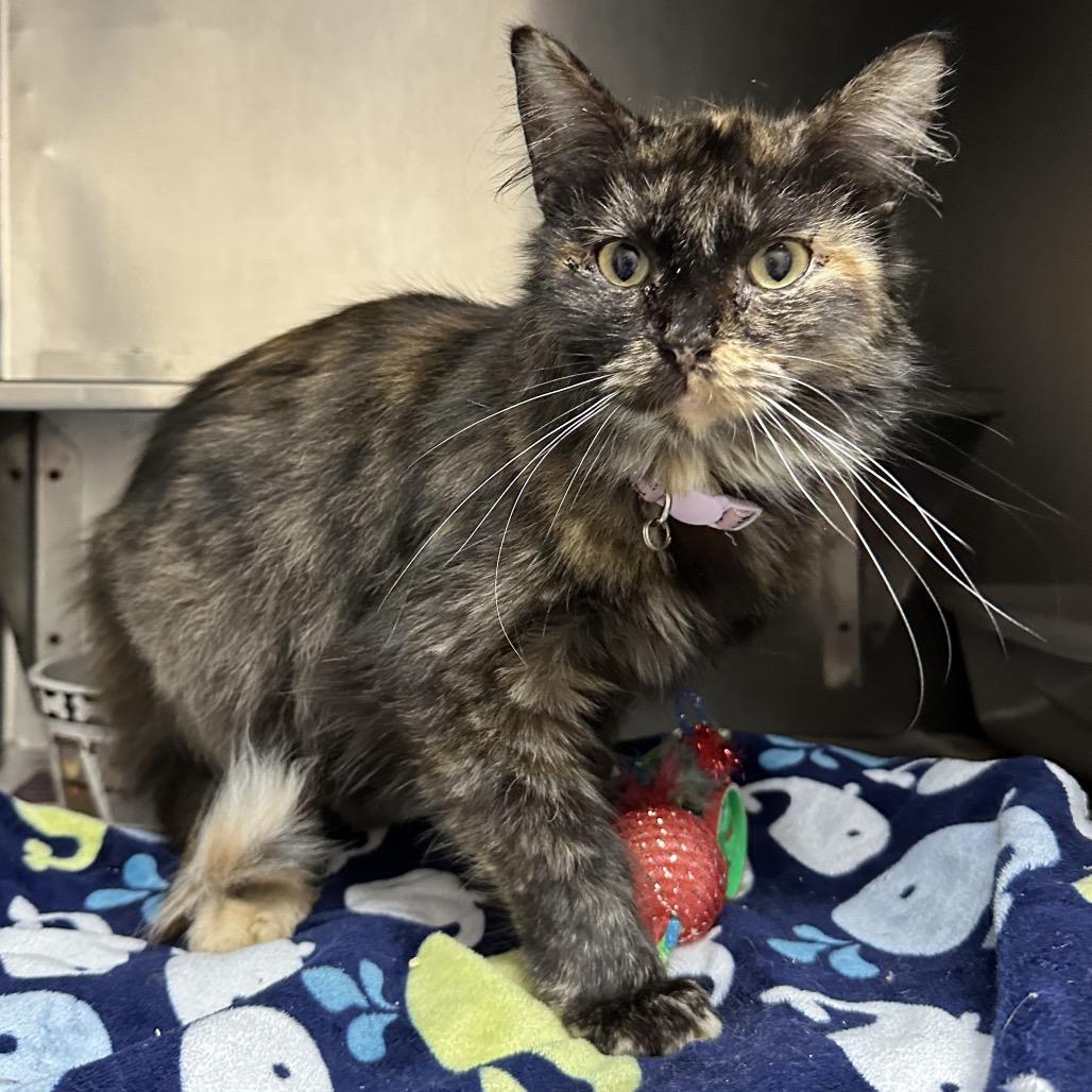 Jotunheim Q3, Adoptable, Adult Female Domestic Short Hair.