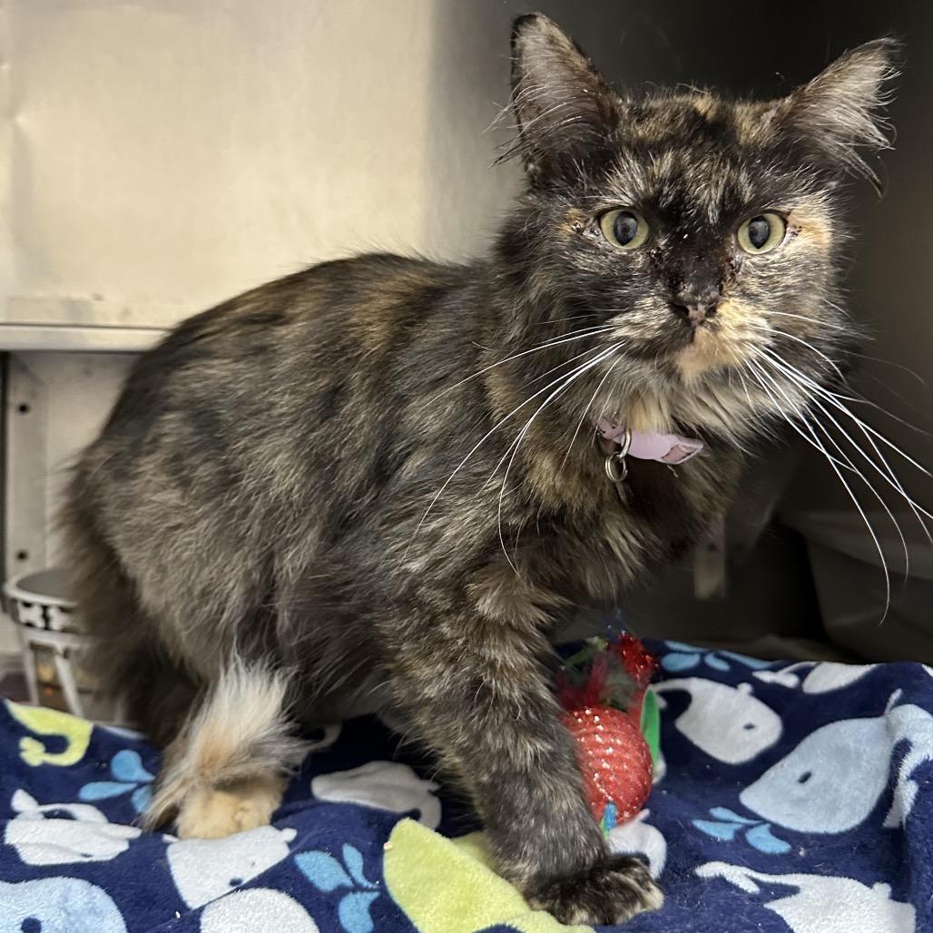 Enlarge Jotunheim Q3, a Adoptable Domestic Short Hair in Union, MO image 2/2