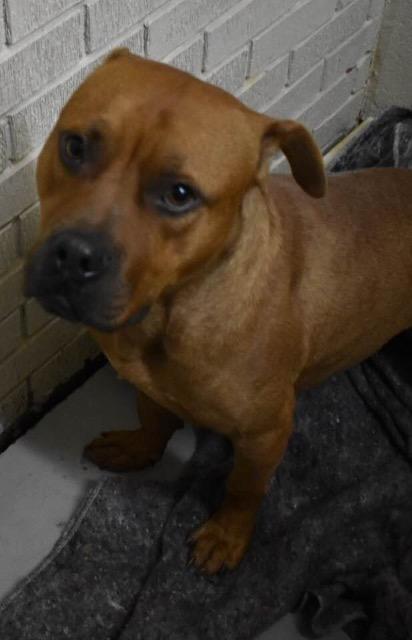 Enlarge River, a Adoptable mixed breed in New Bern, NC image 1/6