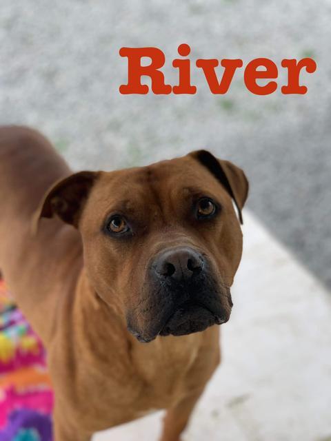 Enlarge River, a Adoptable mixed breed in New Bern, NC image 3/6