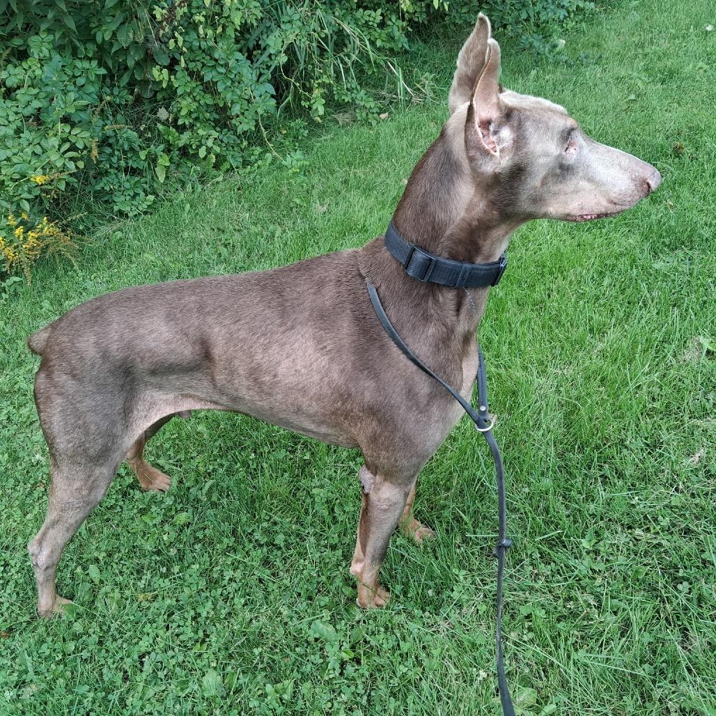 7967 Siete, Adoptable, Adult Male Doberman Pinscher.