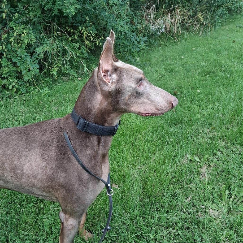 Enlarge 7967 Siete, a Adoptable Doberman Pinscher in Sandown, NH image 2/3
