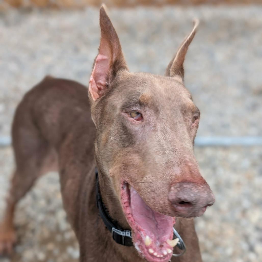 Enlarge 7967 Siete, a Adoptable Doberman Pinscher in Sandown, NH image 3/3
