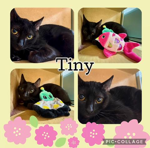 Enlarge TINY, a ADOPTABLE Tabby in Lawton, OK image 1/1